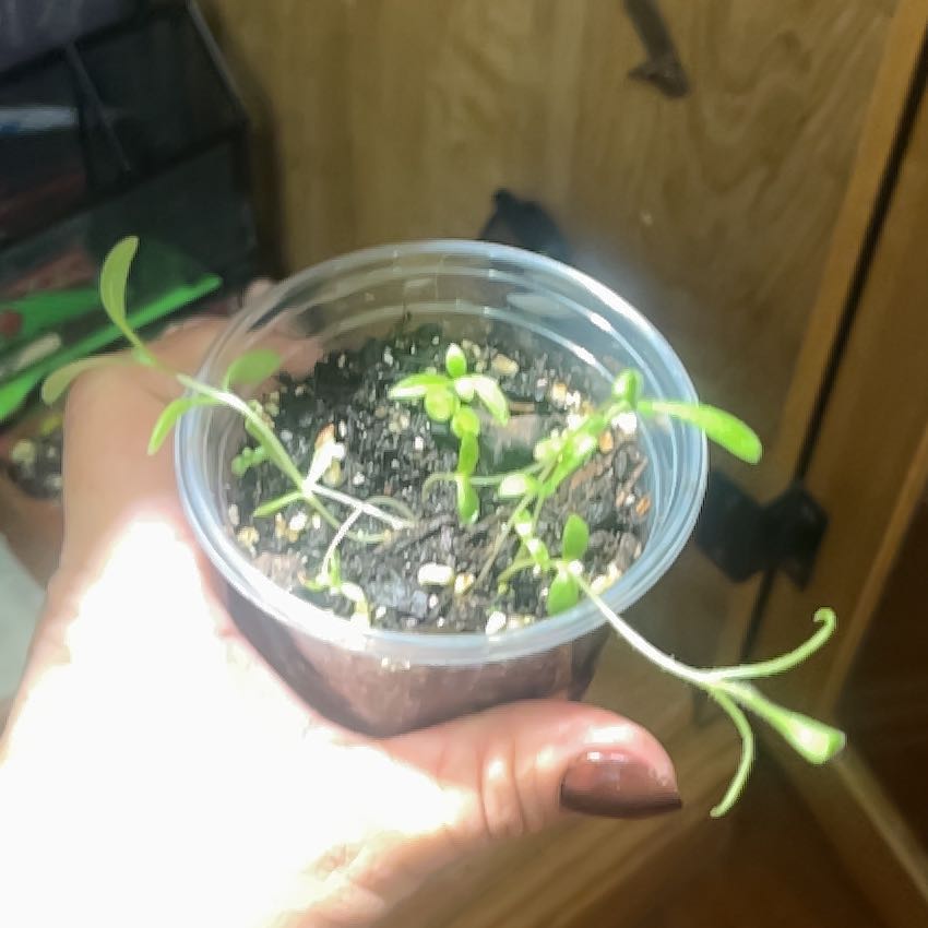Photo of the plant species Blue Daisy by @Ashyem2007 named Forrest on Greg, the plant care app