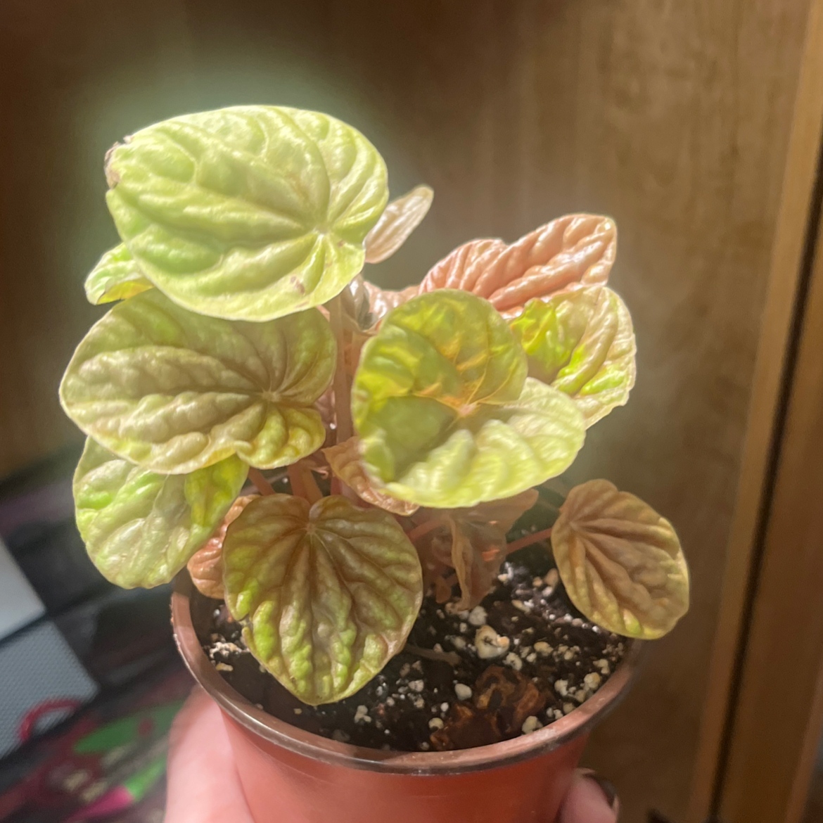 Photo of the plant species Peperomia Quito by @Ashyem2007 named Austen on Greg, the plant care app