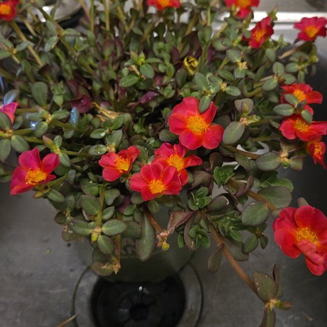 Photo of the plant species Portulaca oleracea 'Mega Pazzaz Dark Pink' by @EarnestCuttings named Bieber on Greg, the plant care app
