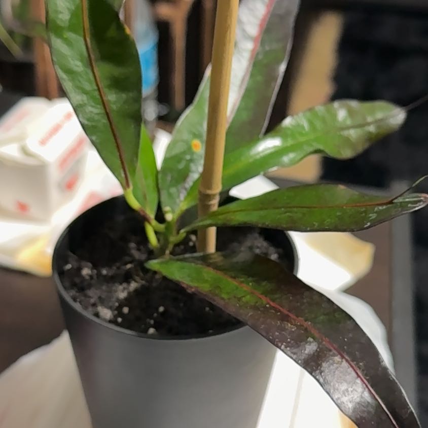 Photo of the plant species California Croton by @JSC1388 named Bruce Lee on Greg, the plant care app