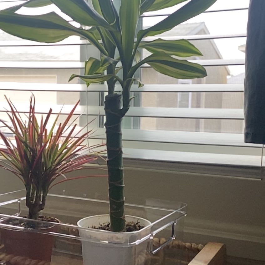 Photo of the plant species Dracaena 'Sted Sol Cane' by @AbleCapeivy16 named Tall Boi on Greg, the plant care app