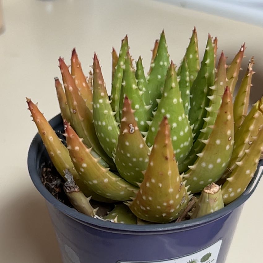 Sproutacus