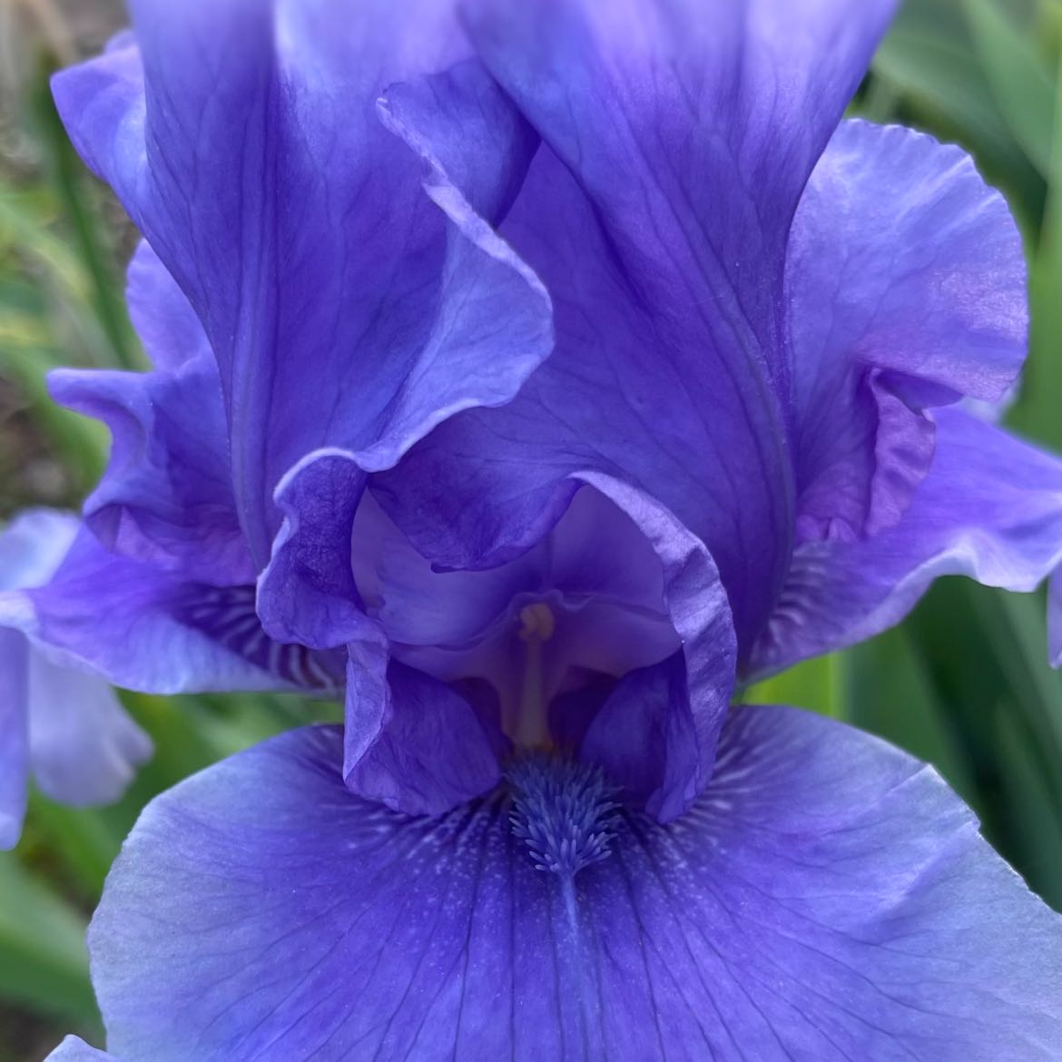 Photo of the plant species Dalmatian Iris by @SocialSwampdock named Athena on Greg, the plant care app