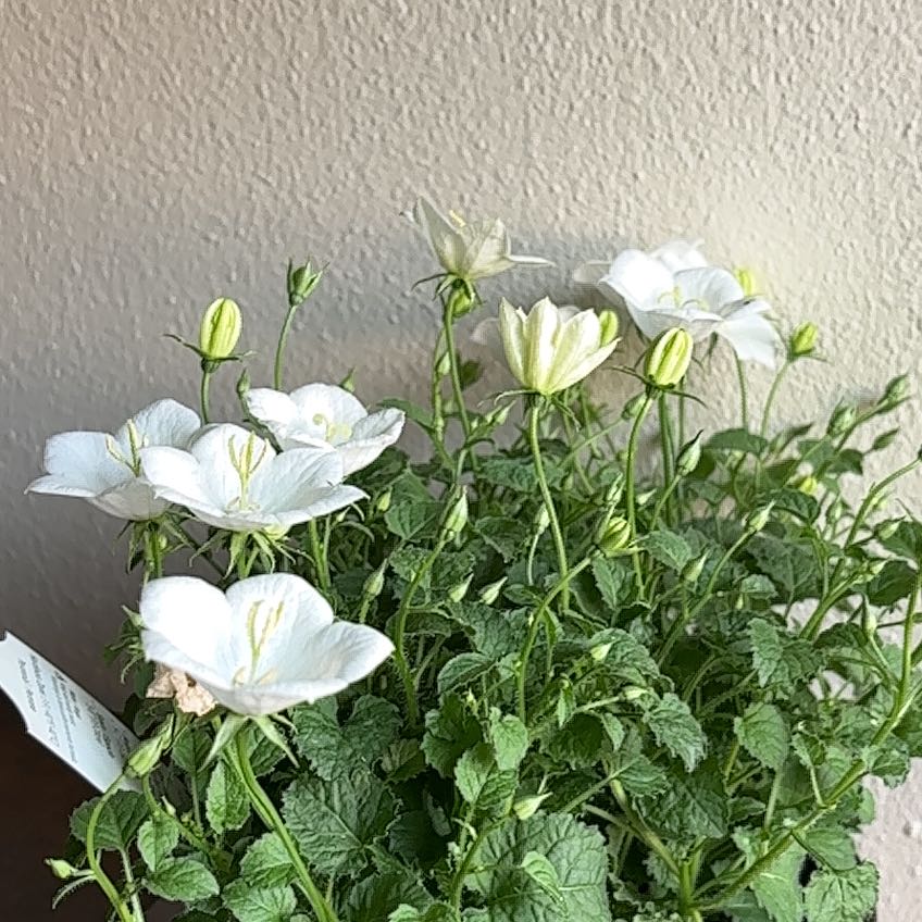Photo of the plant species Rapido White Bellflower by @SereneKatsura16 named Bell on Greg, the plant care app