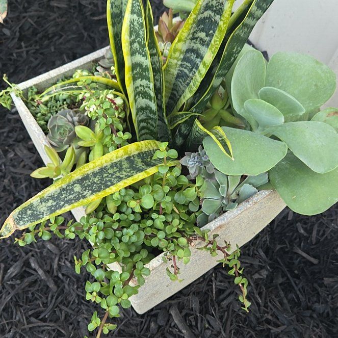 Photo of the plant species Gasteria Acinacifolia by @SelectBelleblue named Madonna on Greg, the plant care app