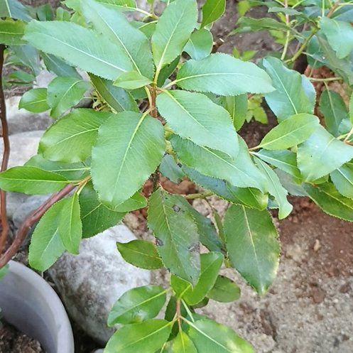 Photo of the plant species Pacific Madrone by @AceCoccoon11 named Dolores on Greg, the plant care app