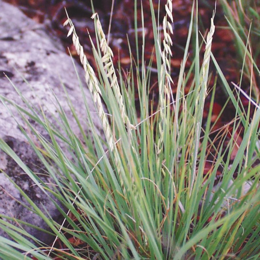 Photo of the plant species Sideoats Grama by @FunnyCamelina39 named Athena on Greg, the plant care app