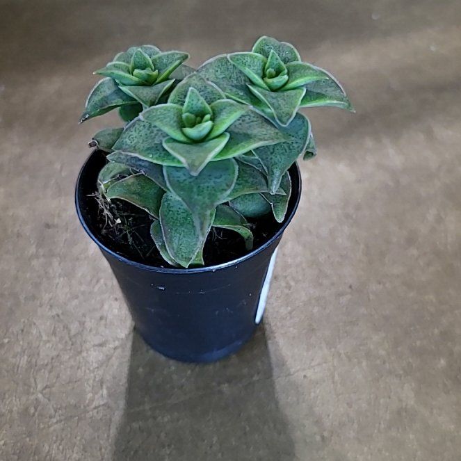 Photo of the plant species Succulent by @HumbleMyagrum43 named Xena on Greg, the plant care app