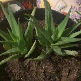 Photo of the plant species Walmsley's Blue by @RadCamellia51 named Bluebell on Greg, the plant care app