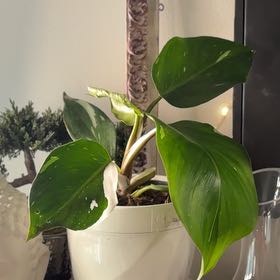 Photo of the plant species White Knight Philodendron by @ThatGingerGal named Lancelot on Greg, the plant care app
