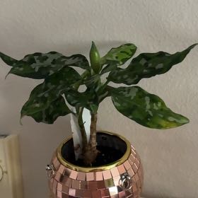 Photo of the plant species Aglaonema 'Tricolor' by @ThatGingerGal named Garth on Greg, the plant care app