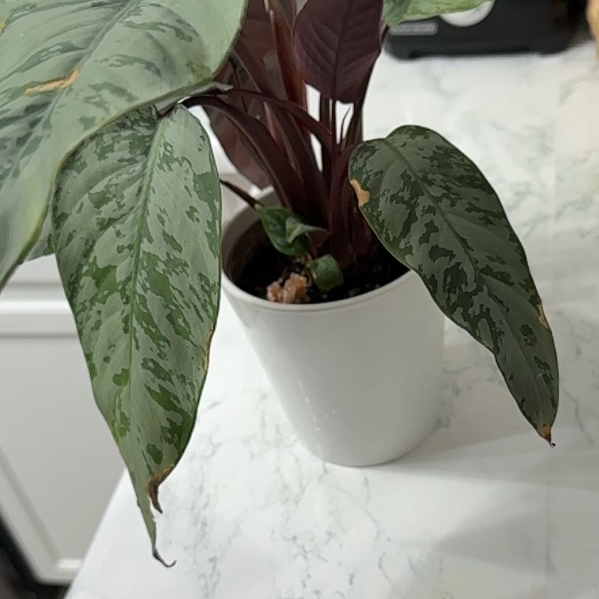 Photo of the plant species homalomena purple sword by @AestheticTutsan named Achilles on Greg, the plant care app