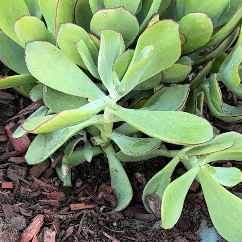 Photo of the plant species Mint Truffles by @SupremeDaisy4 named Beckham on Greg, the plant care app