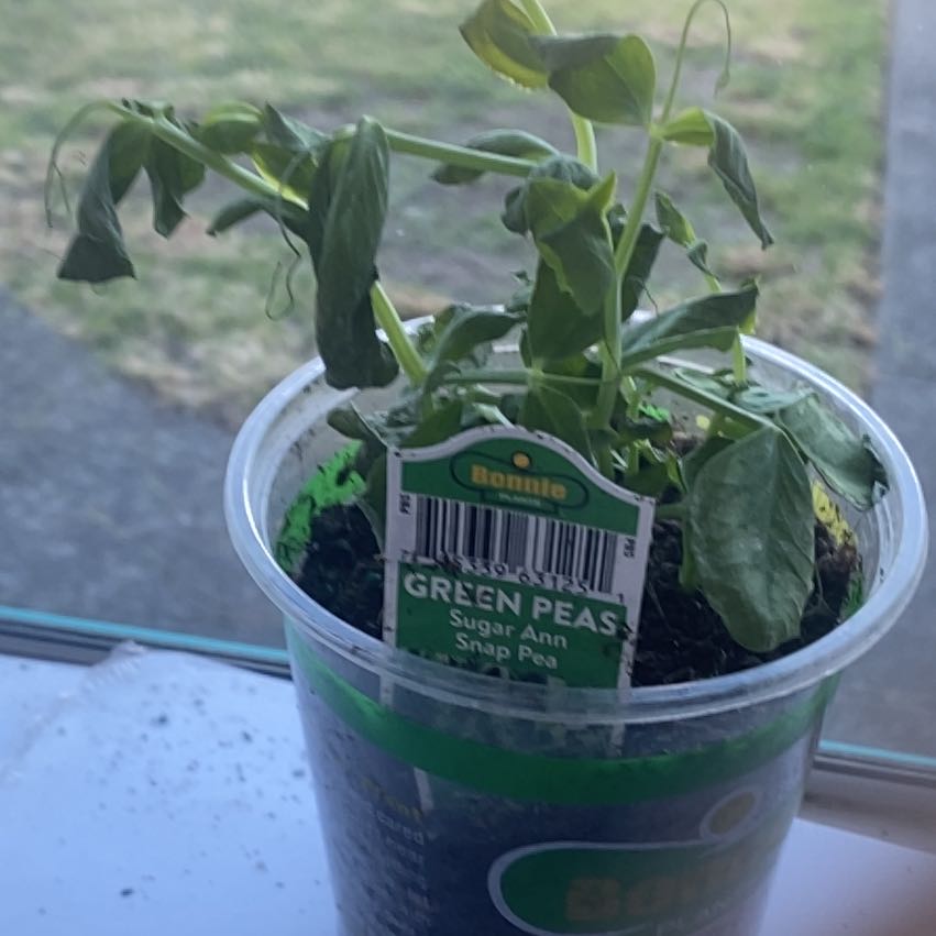 Plant care for Pea on Greg, the plant care app