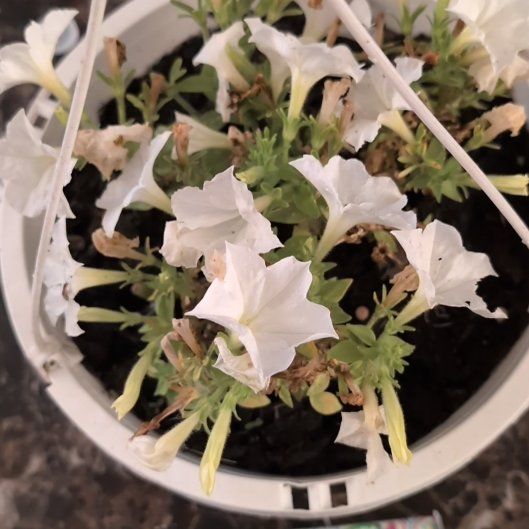 Photo of the plant species Bioluminescent Firefly Petunia by @StunningTearose named Bigleef Smalls on Greg, the plant care app