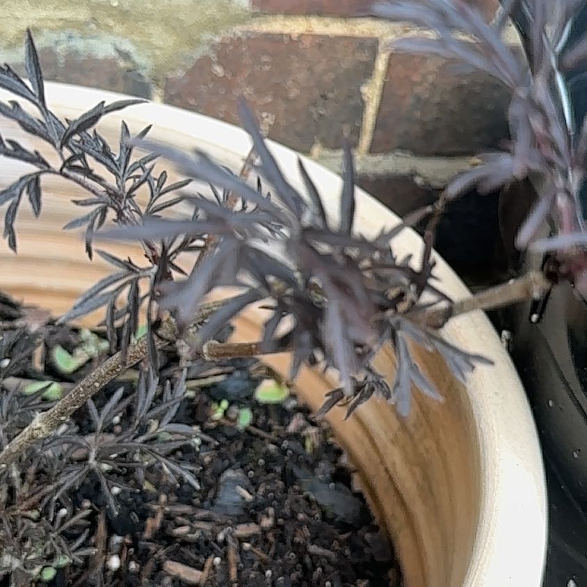 Photo of the plant species Black Lace Elderberry by @ChummyTule89 named Lovelace on Greg, the plant care app