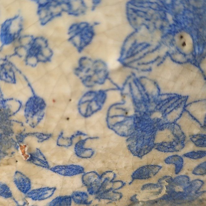 Photo of the plant species Living-Rock by @LucentJiaogulan named Zion on Greg, the plant care app