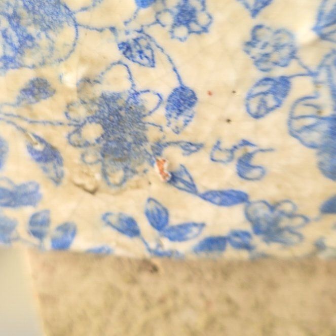 Photo of the plant species Water Spangles by @LucentJiaogulan named Aria on Greg, the plant care app