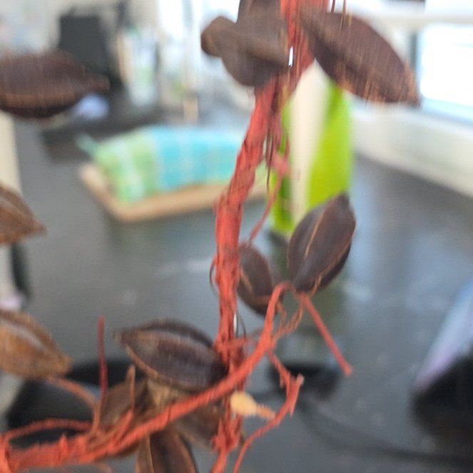 Photo of the plant species Cord Moss by @LucentJiaogulan named Drake on Greg, the plant care app