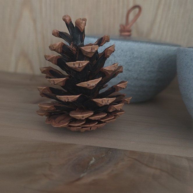 Photo of the plant species Loblolly Pine by @LucentJiaogulan named Oscar on Greg, the plant care app