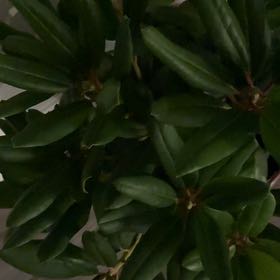 Photo of the plant species Rhododendron 'Roseum Elegans' by @BabyPinklaui29 named Diana on Greg, the plant care app