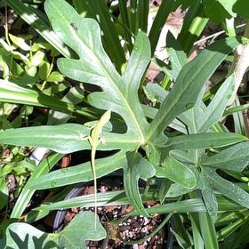 Photo of the plant species Flower of an Hour by @FabSalal22 named Gates on Greg, the plant care app