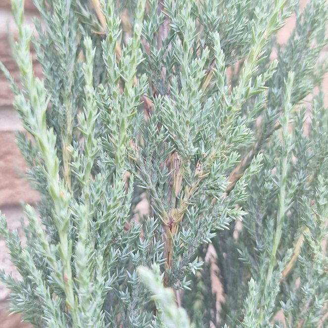 Photo of the plant species Blue Arrow Juniper by @ImmenseSuncup named Kylie on Greg, the plant care app