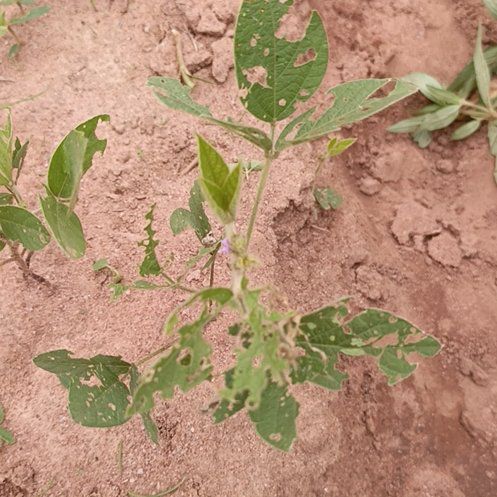 Photo of the plant species Soybean by @BigPetunia92 named Gobi on Greg, the plant care app