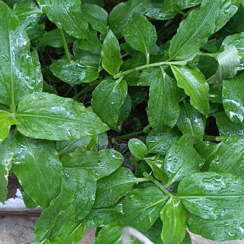 Photo of the plant species Benghal Dayflower by @BigPetunia92 named James Dean on Greg, the plant care app
