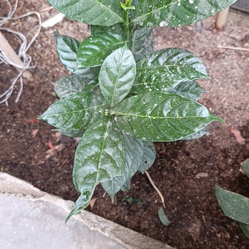 Photo of the plant species Crepe Jasmine by @BigPetunia92 named Mochi on Greg, the plant care app