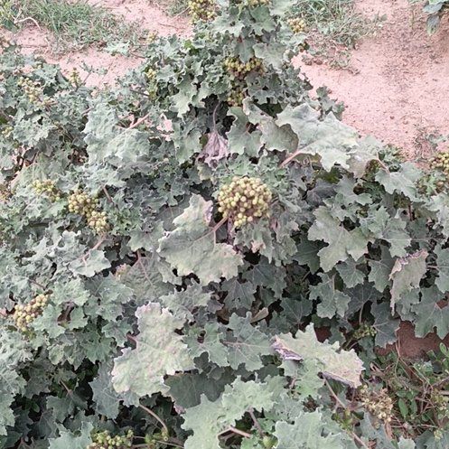 Photo of the plant species Italian Maple by @BigPetunia92 named Walt on Greg, the plant care app