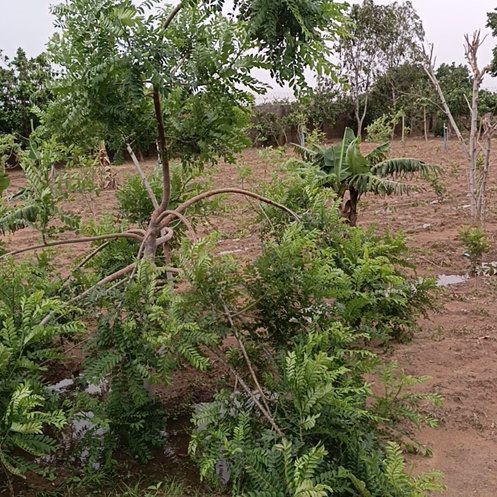 Photo of the plant species Common Honeylocust by @BigPetunia92 named Zion on Greg, the plant care app