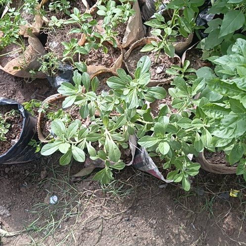 Photo of the plant species Fly Bush by @BigPetunia92 named Huckleberry Fern on Greg, the plant care app