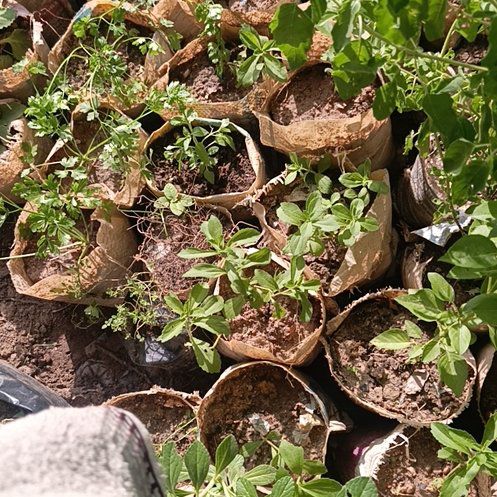 Photo of the plant species Bedstraw by @BigPetunia92 named Lola on Greg, the plant care app