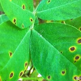 Photo of the plant species Golden Chain by @HighestOgreears named Sonora on Greg, the plant care app