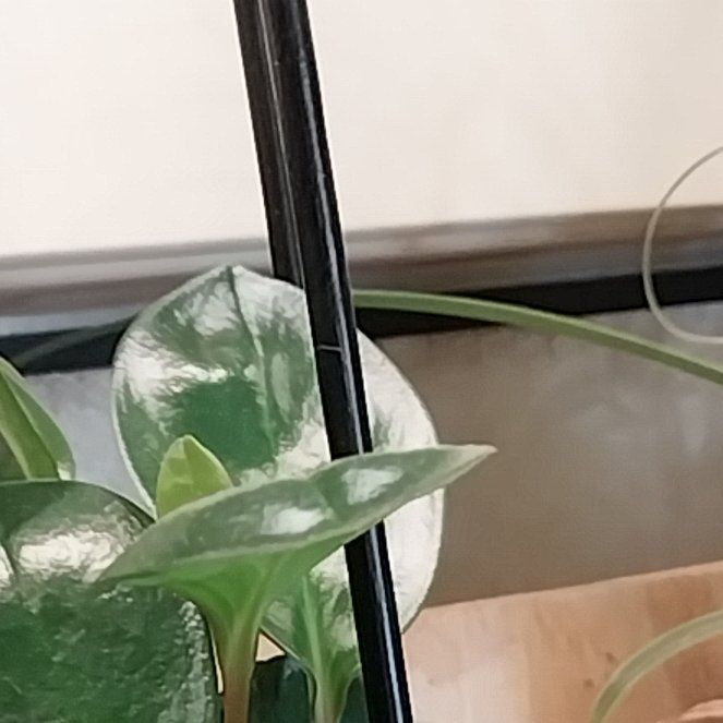 Photo of the plant species pixie peperomia orba by @JovialApplerose named Demi on Greg, the plant care app
