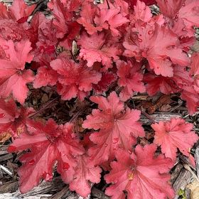 Photo of the plant species Alum Root by @ZingyTitoki44 named Harper on Greg, the plant care app