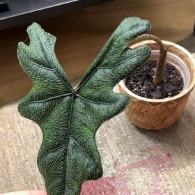 Photo of the plant species alocasia jacklyn by @Wenmaii named Beckham on Greg, the plant care app