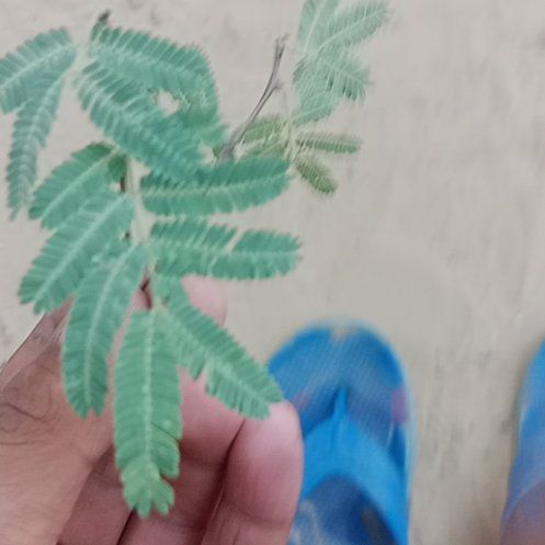 Photo of the plant species Cootamundra Wattle by @ZestKaramu0 named MEENA on Greg, the plant care app