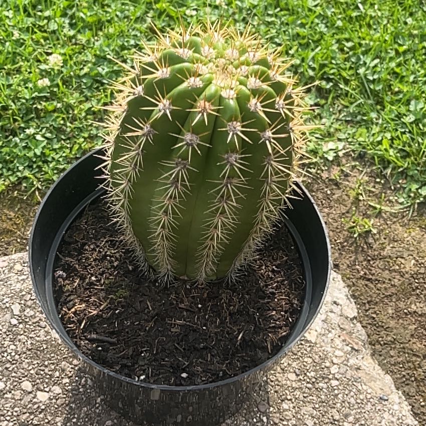 Photo of the plant species Sun Goddess Cactus by @MightilyCowvine named Curie on Greg, the plant care app