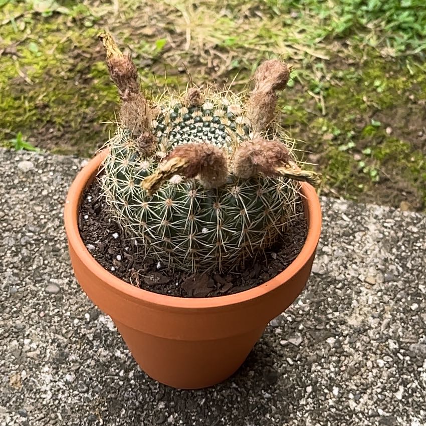 Photo of the plant species Notocactus elegans by @MightilyCowvine named Morgan Treeman on Greg, the plant care app