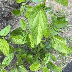 Photo of the plant species Threelobe False Mallow by @ZingDeerberry39 named ChloroPhil on Greg, the plant care app