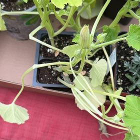 Photo of the plant species Yellow zucchini by @SnazzyPuka59 named Michelle Branch on Greg, the plant care app