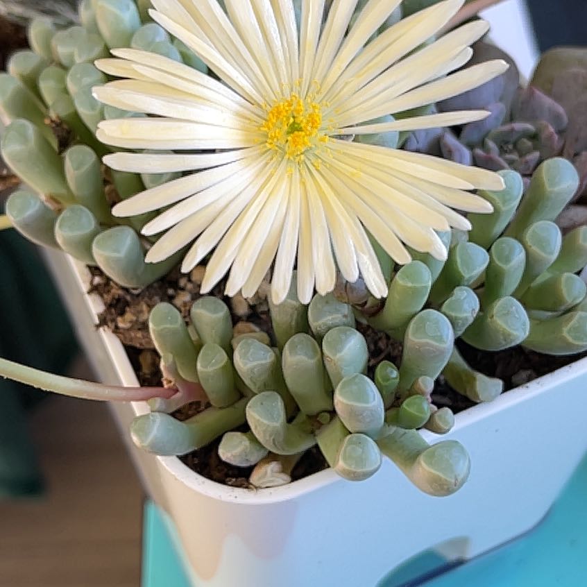 Coppery Mesemb succulent with cylindrical leaves and a white flower with a yellow center.