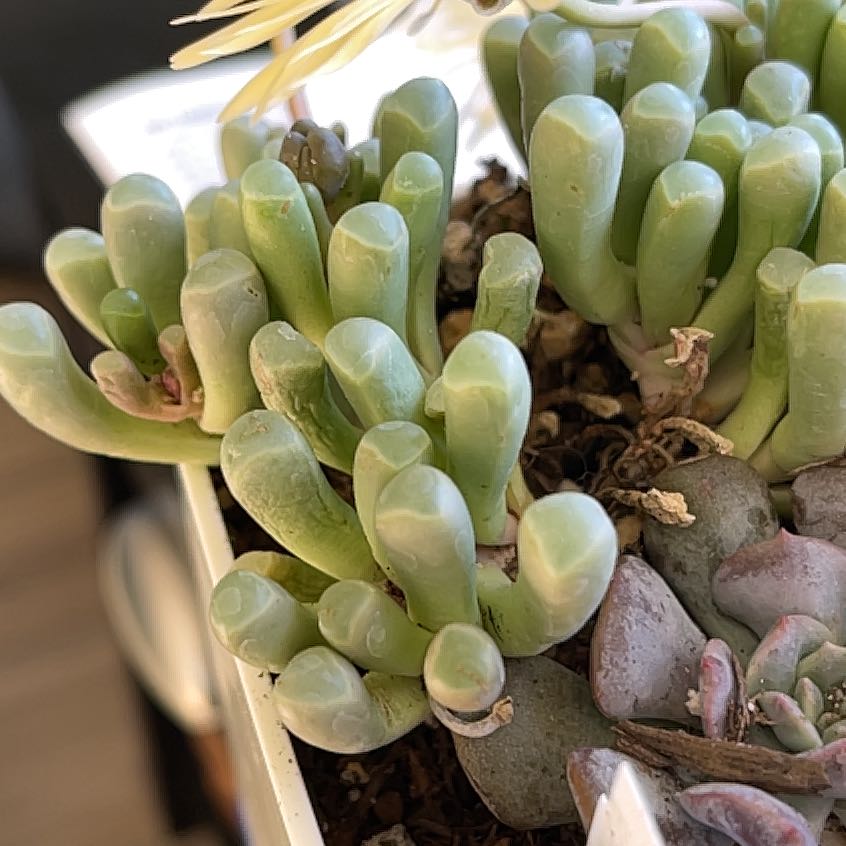 Close-up of a healthy Baby Toes succulent plant with plump, green leaves.