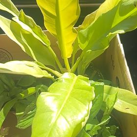 Photo of the plant species Philodendron 'Golden Saw' by @SammyG named Michelle Branch on Greg, the plant care app
