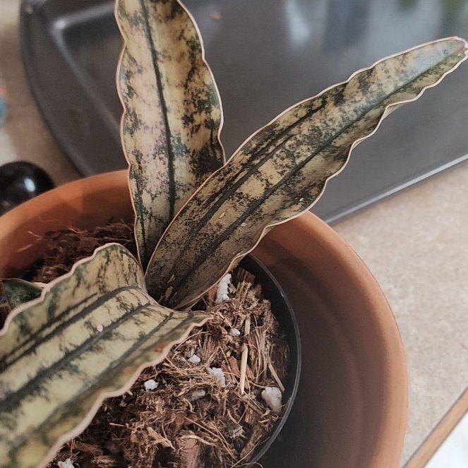 Photo of the plant species sanserveria cordova by @ValorousMum14 named Beyonce on Greg, the plant care app