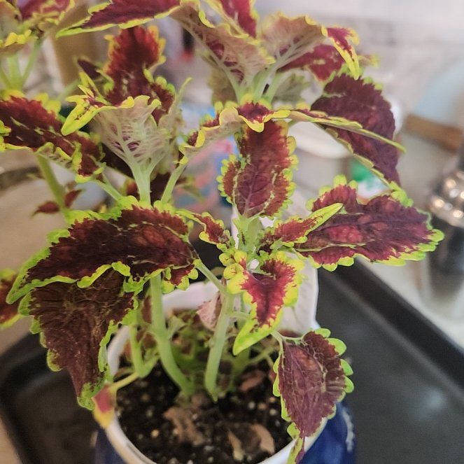 Photo of the plant species Dark Star Coleus by @ValorousMum14 named Gomez on Greg, the plant care app