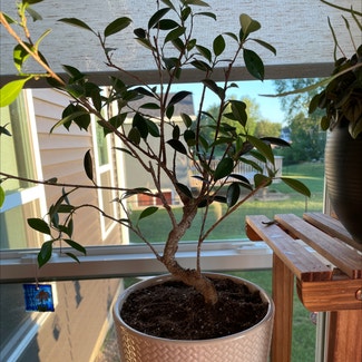 Bonsai Tree plant in Cedar Rapids, Iowa