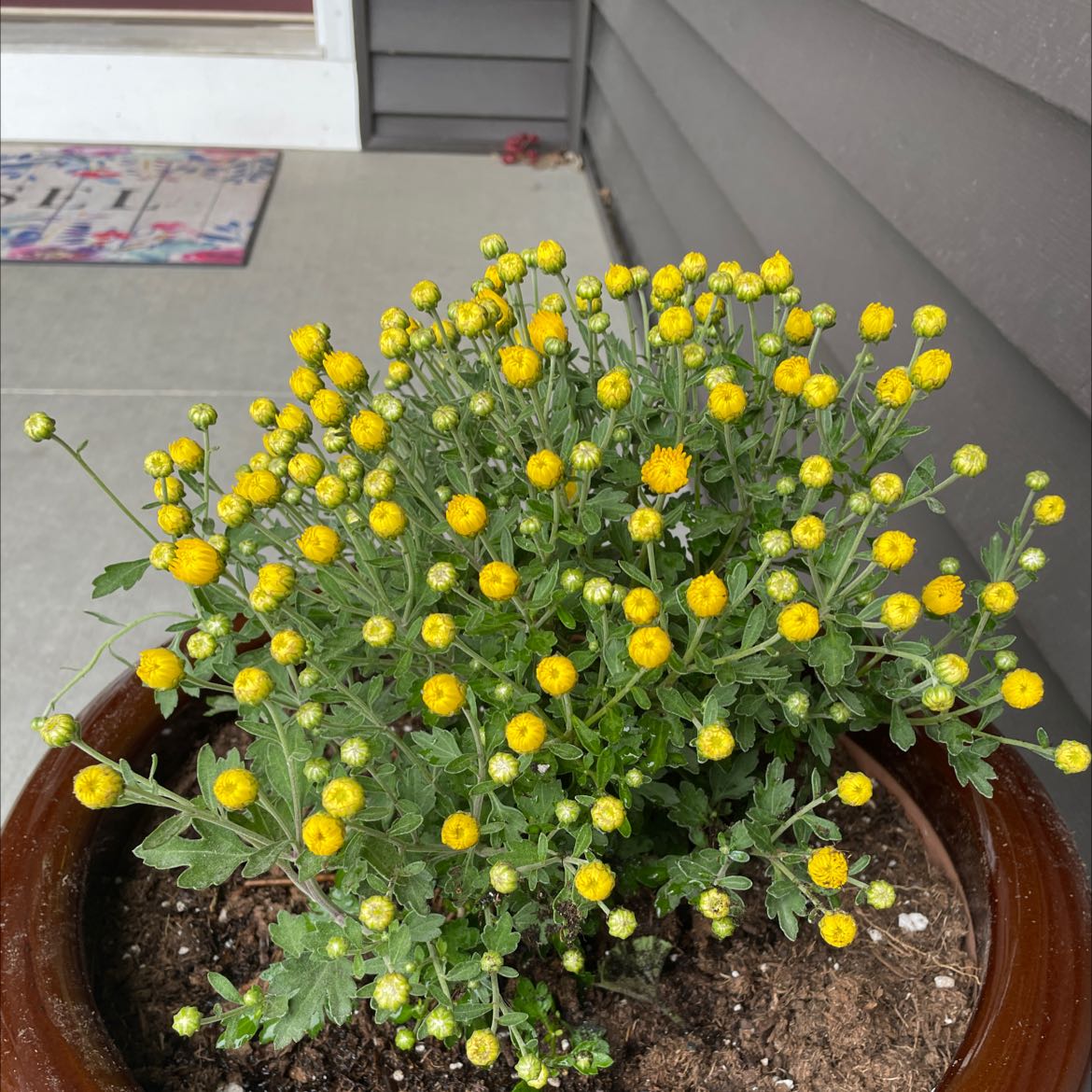 Chrysanthemum plant in a pot with numerous yellow flower buds, appearing healthy.